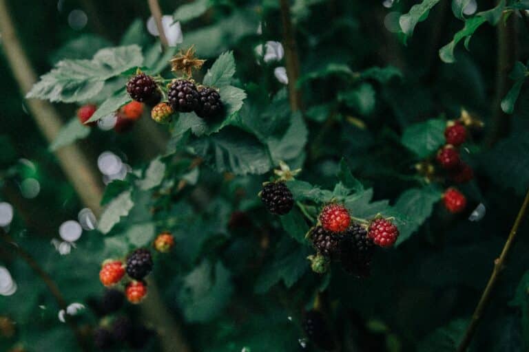journey - foraging Tuscany img