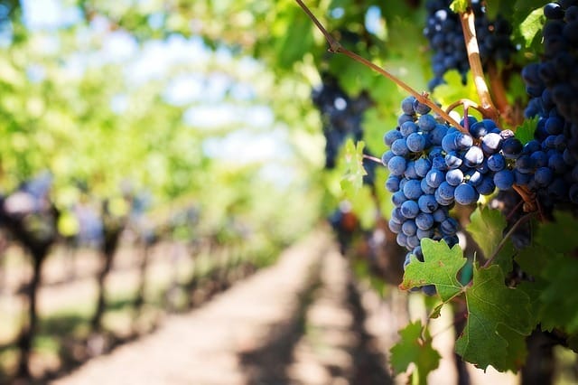 experience - adopt a vine img