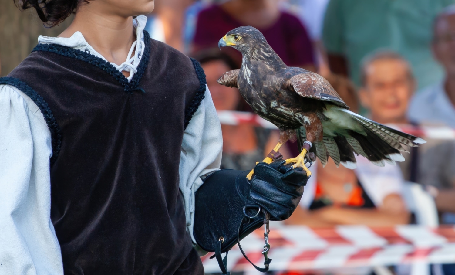 Falconer in traditional costume presents a powerful hawk perched on a protective glove during a historical reenactment and educational falconry demonstration outdoors
