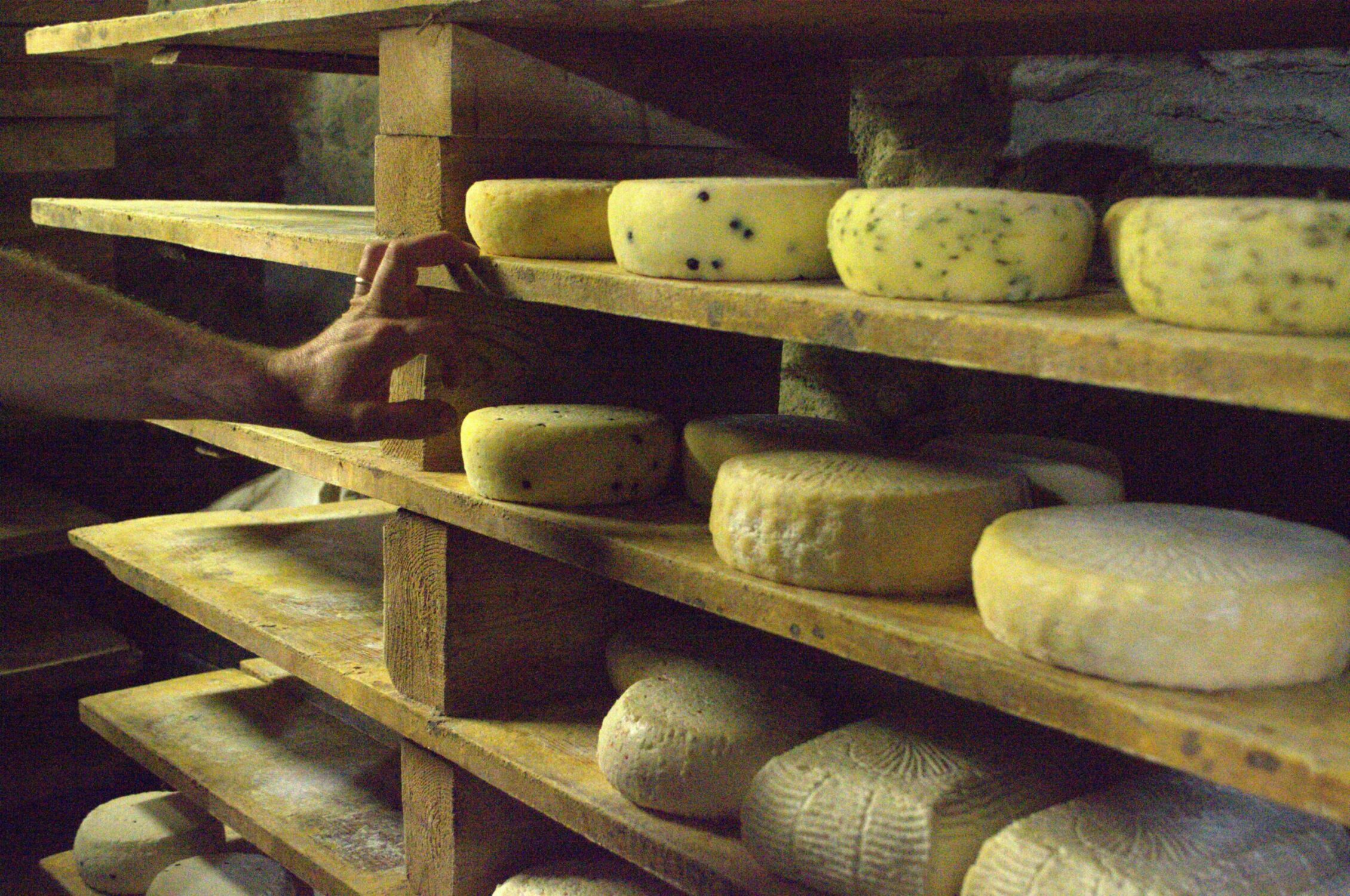 journey - Gourmet Transfer: Rome - Florence or Florence to Rome - Artisanal Cheese Maker & Winery visits img