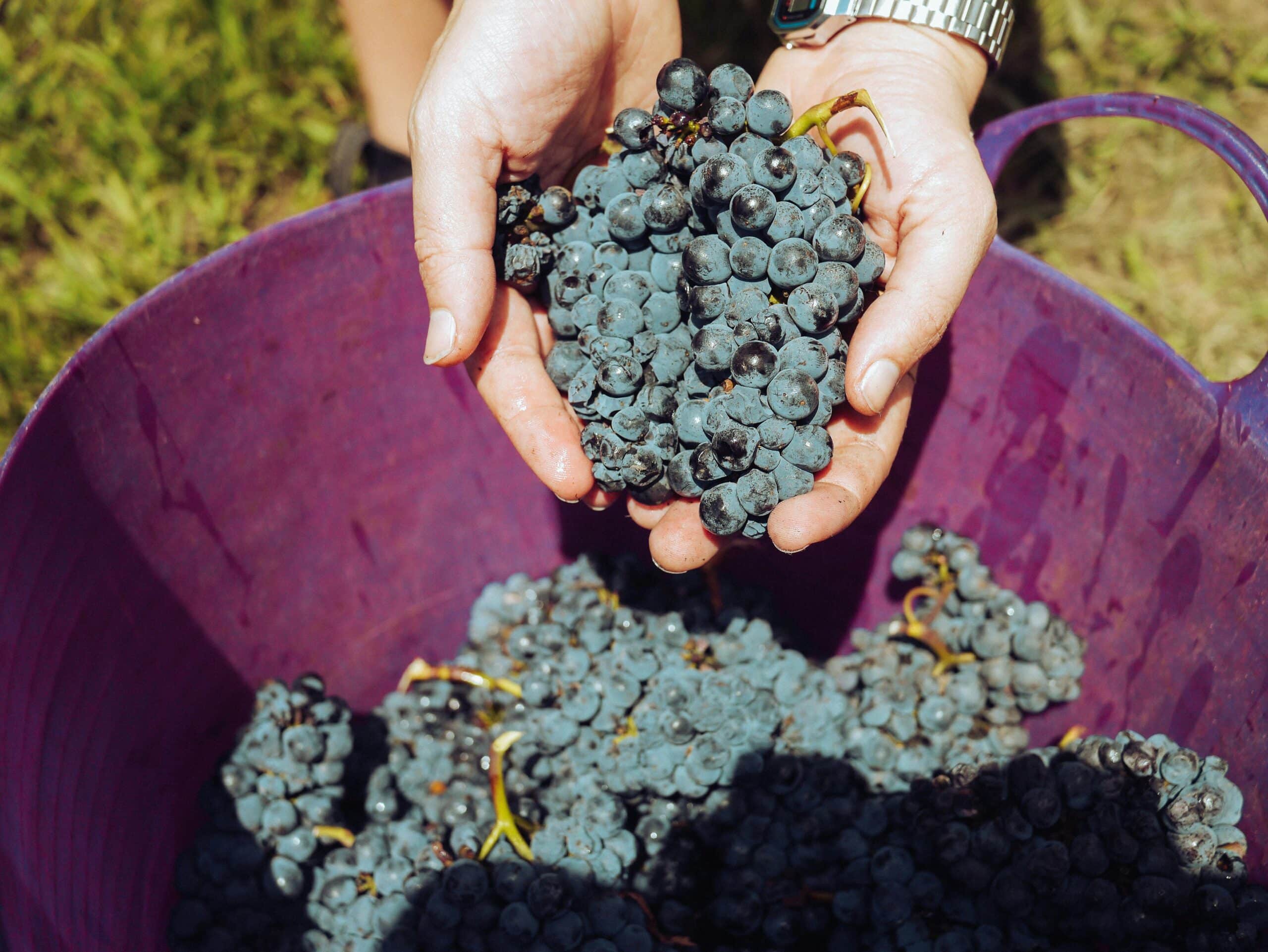experience - grape stomping img