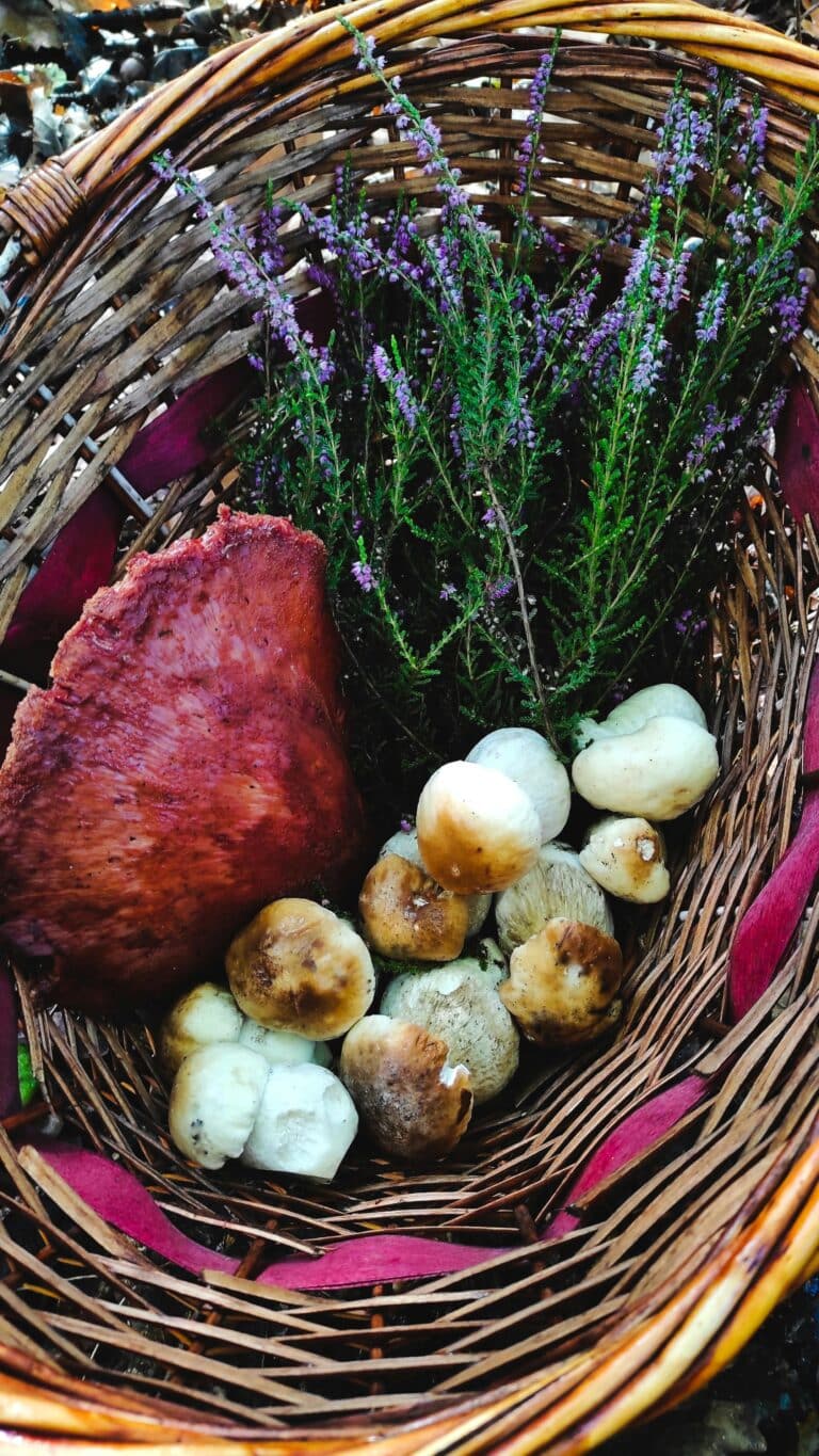 experience - foraging and micheling cooking class img