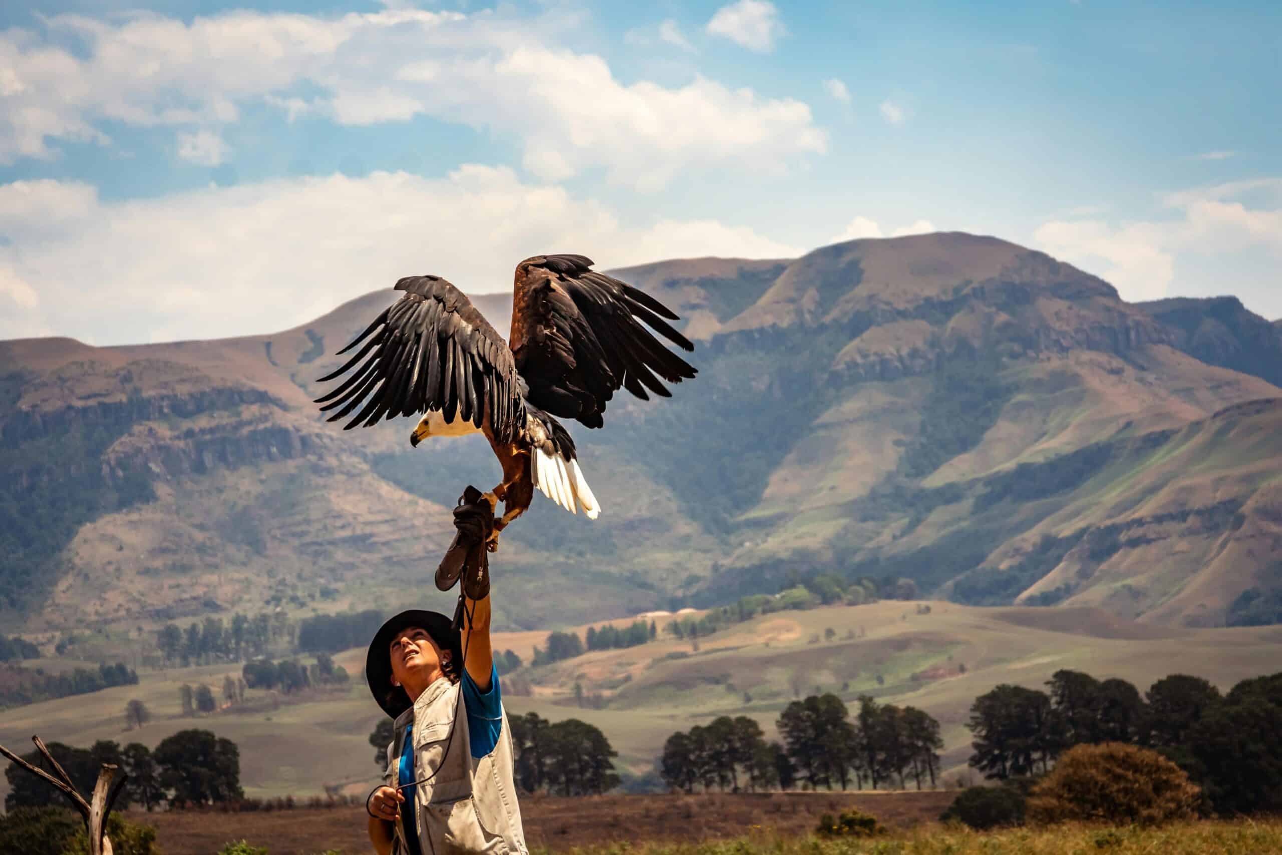 experience - falconry in tuscan castel img