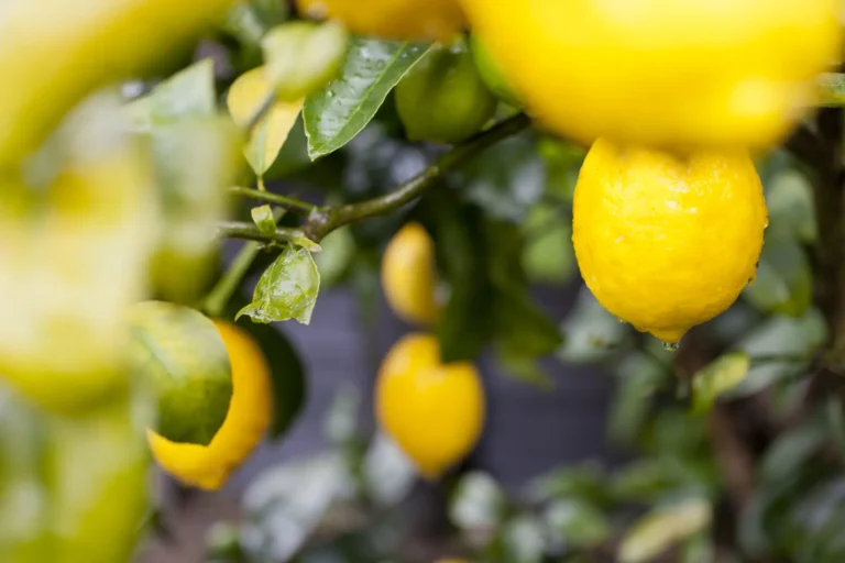 Limoncello recipe