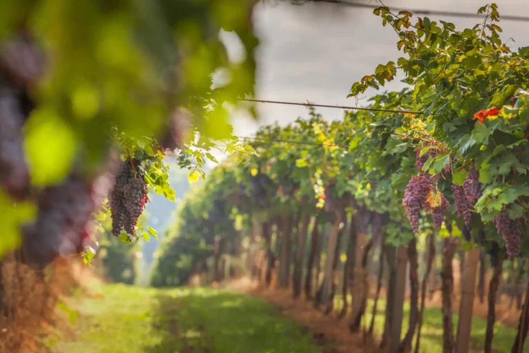 inspiration - Unforgettable Moments: Corporate Retreats and Celebrations in the Heart of Italy img