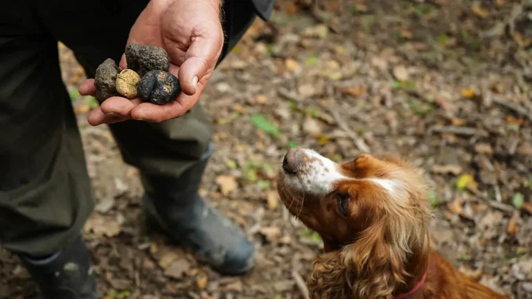 Tuscany truffle adventure