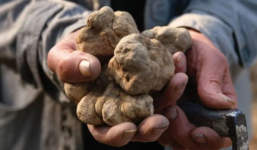 Truffle hunting tours in Italy